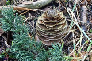 cedrus atlanticus (2).jpg_product_product_product